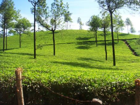 8 Day Trip to Munnar from Nirmal
