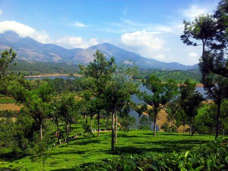 52 Day Trip to Munnar from Kochi