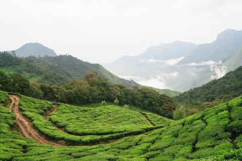 4 Day Trip to Munnar, Alleppey from Kochi