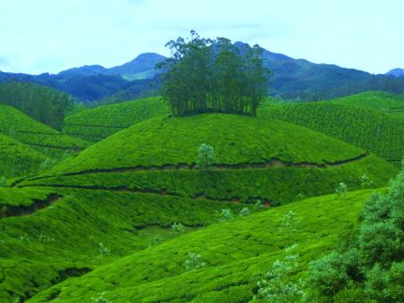 4 Day Trip to Munnar, Alleppey from Bengaluru