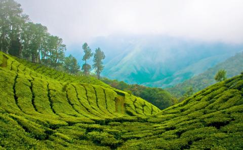 7 Day Trip to Munnar, Alleppey, Ernakulam from Pune