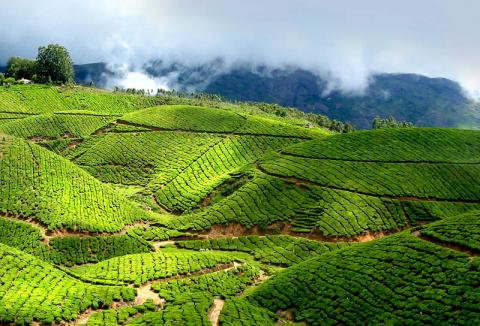 33 Day Trip to Munnar from Bangalore