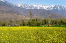 6 Day Trip to Srinagar from Lucknow