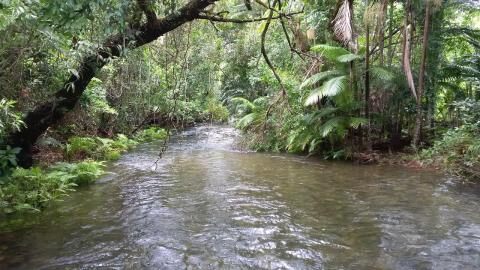 4 Day Trip to Cairns from Faulconbridge