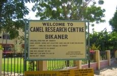 2 Day Trip to Bikaner from Kota