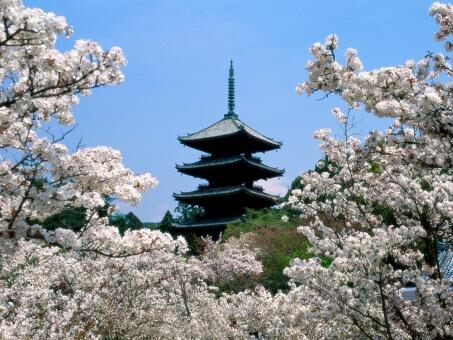 8 Day Trip to Kyoto from Denver