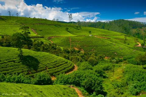 15 Day Trip to Kandy, Colombo, Nuwara eliya, Ella, Habarana, Sigiriya