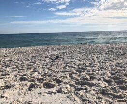 5 days Trip to Gulf shores from Orlando