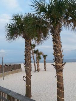 5 days Trip to Gulf shores from Mayfield
