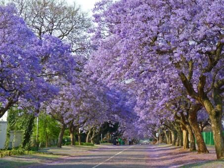 3 Day Trip to Pretoria from Flower mound