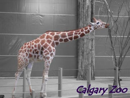 12 Day Trip to Calgary from Delhi