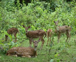 4 Day Trip to Bandipur from Burnaby