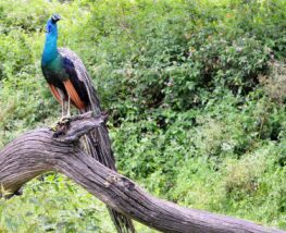 3 Day Trip to Bandipur from Kaiserslautern