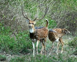 5 Day Trip to Bandipur from Singapore