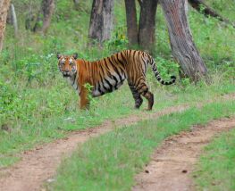 3 Day Trip to Bandipur from New delhi