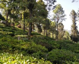 2 Day Trip to Coonoor from Noida