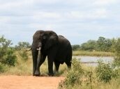 4 Day Trip to Hoedspruit from Singapore