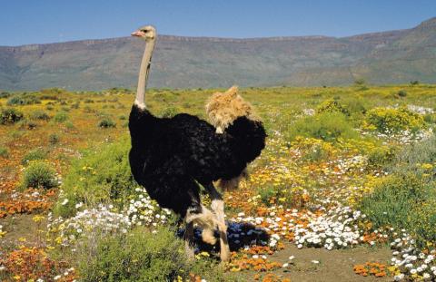 3 Day Trip to Oudtshoorn from Cape Town
