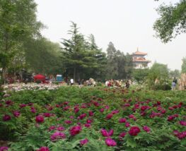 2 days Trip to Luoyang
