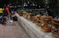15 Day Trip to Kunming from Singapore