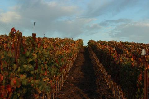 4 Day Trip to Paso robles from Croydon