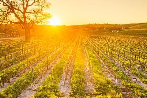 3 Day Trip to Paso robles from Singapore