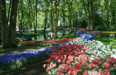 4 Day Trip to Lisse from Bangkok