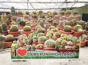 5 days Trip to Cameron highlands from Singapore