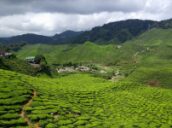 2 Day Trip to Cameron highlands from Cheras