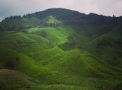 5 Day Trip to Cameron highlands from Singapore