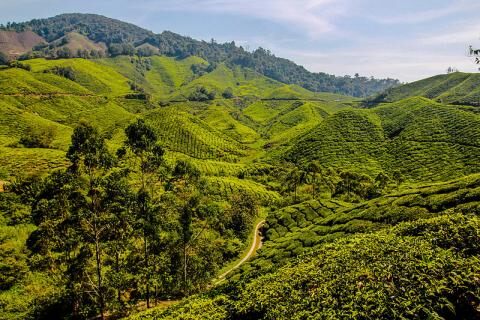 2 Day Trip to Cameron highlands from Kuala Lumpur