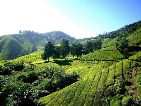 4 Day Trip to Cameron highlands from Kajang