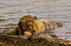4 days Trip to Ranthambore national park from Jaipur