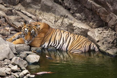 3 days Itinerary to Ranthambore national park from Delhi