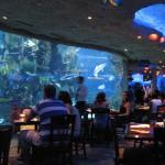 Downtown Aquarium Houston