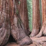 Mariposa Grove Of Giant Sequoias