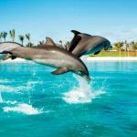 Dolphin Bay