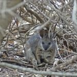 Hanson Bay Wildlife Sanctuary And Koala Walk