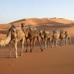 Dharma Camel Safari