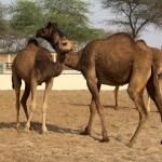 National Research Centre On Camel