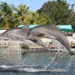 Dolphins Plus