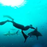 Reefworld Aquarium And Shark Swim