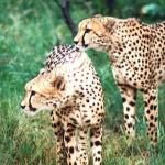 De Wildt Cheetah And Wildlife Centre
