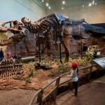 Carnegie Museum Of Natural History