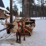 Reindeer Sleigh Rides And Farm Tours
