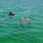 Dolphin And Snorkel Tours