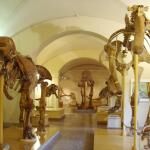Trieste Natural History Museum