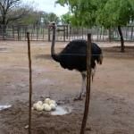 Safari Ostrich Show Farm