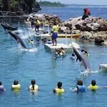 Dolphin Cove Negril