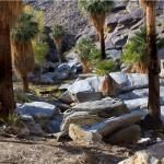 Agua Caliente Indian Canyons